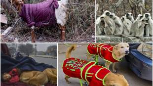 animals, winter, photos