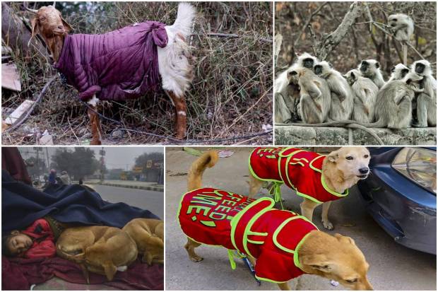 When winter comes, it has its impact on not only humans but animals too. They also feel cold, and shiver but can not tell us as we humans do. They have their own means of braving the cold. However, some lucky ones get human helping hands, like some NGOs coming forward and wrapping a piece of clothing around stray dogs. Pets are even luckier as the owners take care of them.North India is reeling under cold-wave conditions. It is expected to extend till the end of the week, according to the India Meteorological Department (IMD). In Rajasthan, from January 3 to 6, cold to severe cold wave conditions are likely to prevail over some regions. In Punjab, the bone-chilling condition is likely to continue for the next few days.Delhi is also shivering. The minimum temperature dropped to 4.4 degrees Celsius in the national capital on Wednesday. The national capital is likely to remain colder than usual until January 7. Cold wave conditions are expected to prevail from January 5 to 7.In Jammu and Kashmir state, the cold wave has intensified. In Srinagar, the mercury plunged more than five degrees below the freezing point.Here are some pictures showing how animals are braving the cold conditions. 