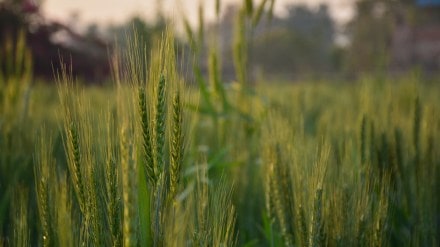 Beekeeping, Honey, KVIC, Honey mission, Manoj Kumar, beekeeping industry, crop productivity, farmers, SME, small business, MSME, MSE, SMB, Khadi Industry, Khadi Honey Mision dialogue, bee boxes, Devra, employment, sweet revolution, central scheme, NBHM, National Beekeeping and Honey Mission