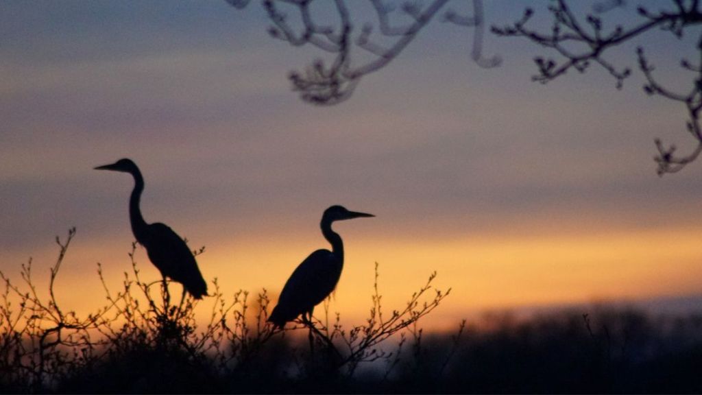 total bird sanctuary in up, smallest bird sanctuary in up, largest bird sanctuary in up,