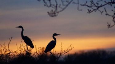 total bird sanctuary in up, smallest bird sanctuary in up, largest bird sanctuary in up,