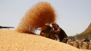 Wheat, Wheat stocks, Wheat supply, Wheat prices, FCI< Food Corporation of India