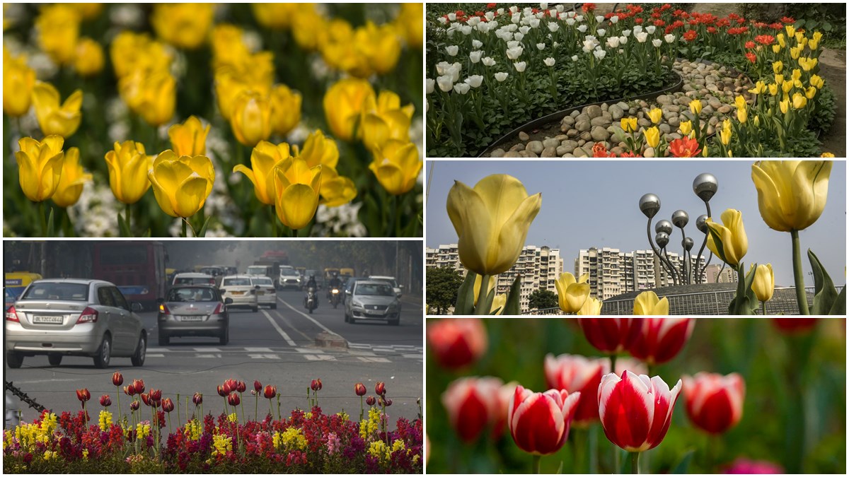 Tulip, Tulip flower, Tulip festival in 2023, Tulip festival, Tulip festival 2023,