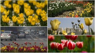 Tulip, Tulip flower, Tulip festival in 2023, Tulip festival, Tulip festival 2023,