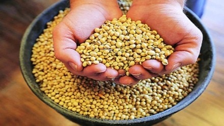 The agriculture ministry has projected mustard seed production for the current crop year