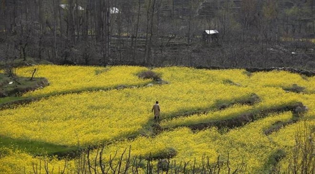 Harvesting of mustard seed is likely to commence from end of this month.