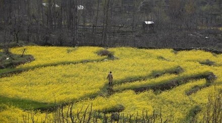 Harvesting of mustard seed is likely to commence from end of this month.