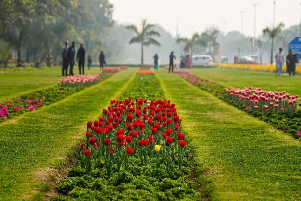 The blooming of tulips can be seen in various places such as Shanti Path, Central Park, Children Park, Mandi House, 11 Murti, Windsor Place, Akbar Road, AIIMS Circle, and Palika Kendra. (PTI photo)