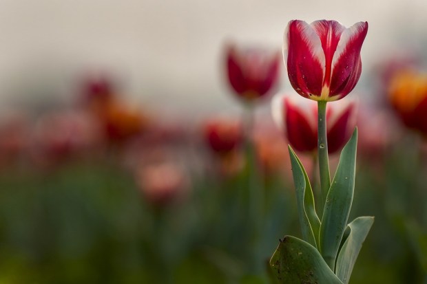 A total of 1.24 lakh tulip bulbs were brought from the Netherlands and planted in the first week of January in Shanti Path lawns by the New Delhi Municipal Council (NDMC). (PTI Photo)