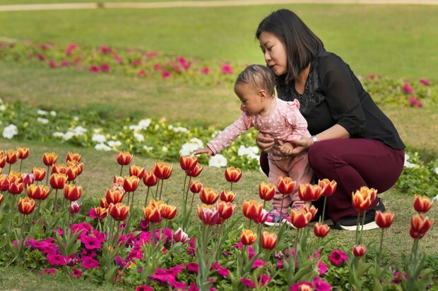 A child touches a tulip blooming at a lawn near Shantipath. (PTI Photo)