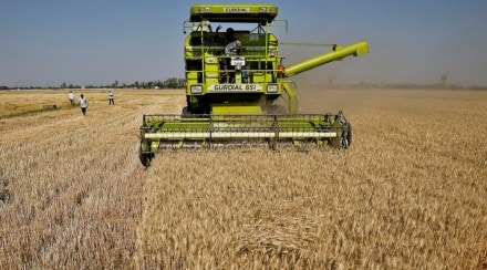 wheat crop, wheat exports, high temperature, food security, food costs, export curbs, retail cost, farmers, crop
