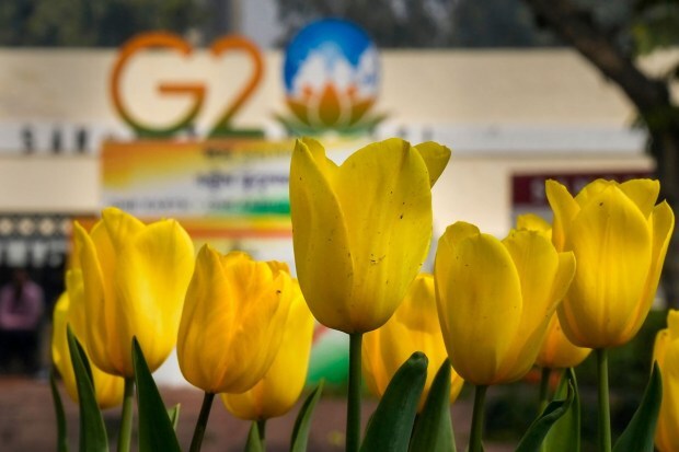 The blooming of tulips coincides with the G20 Foreign Ministers meeting to be held on March 1-2. (PTI Photo)