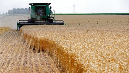 wheat prices, wheat output, soaring temperatures, yields, specialty fertilisers, maturation stage wheat prices, wheat output, soaring temperatures, yields, specialty fertilisers, maturation stage
