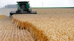 wheat prices, wheat output, soaring temperatures, yields, specialty fertilisers, maturation stage