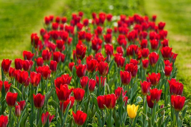 Growing tulips in Delhi remained a distant dream until 2016 when NDMC officials took it upon themselves to give the residents the pleasure of watching the beautiful flower bloom in the city. This was made possible through persistent efforts by the New Delhi Municipal Council and via technical interventions like breaking dormancy, the requirement of chilling temperature, and synchronising bloom. (PTI Photo)