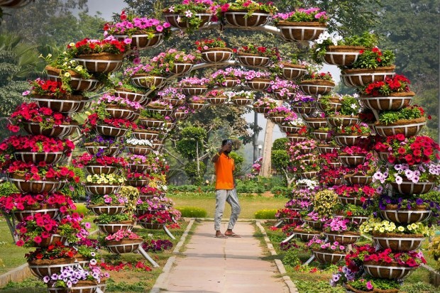 Flowers in bloom at a lawn at Mandi House Circle. (PTI Photo)