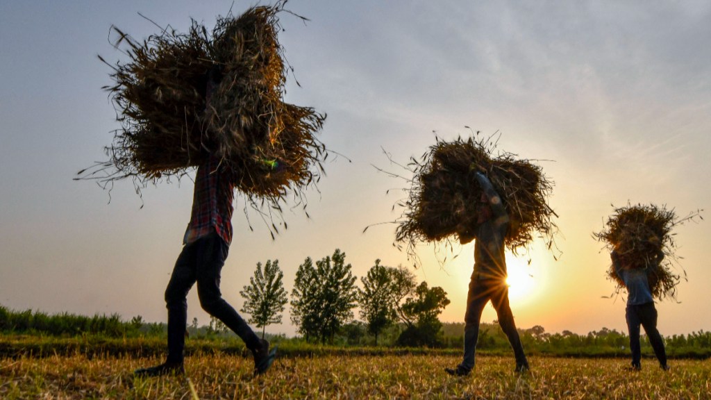 Wheat, Wheat news, Wheat latest news, Wheat export ban, Wheat export ban news