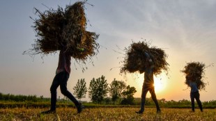 Wheat, Wheat news, Wheat latest news, Wheat export ban, Wheat export ban news