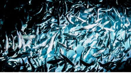 Seafood exports to surge to $14 bn by 2025 Govt Seafood exports to surge to $14 bn by 2025 Govt