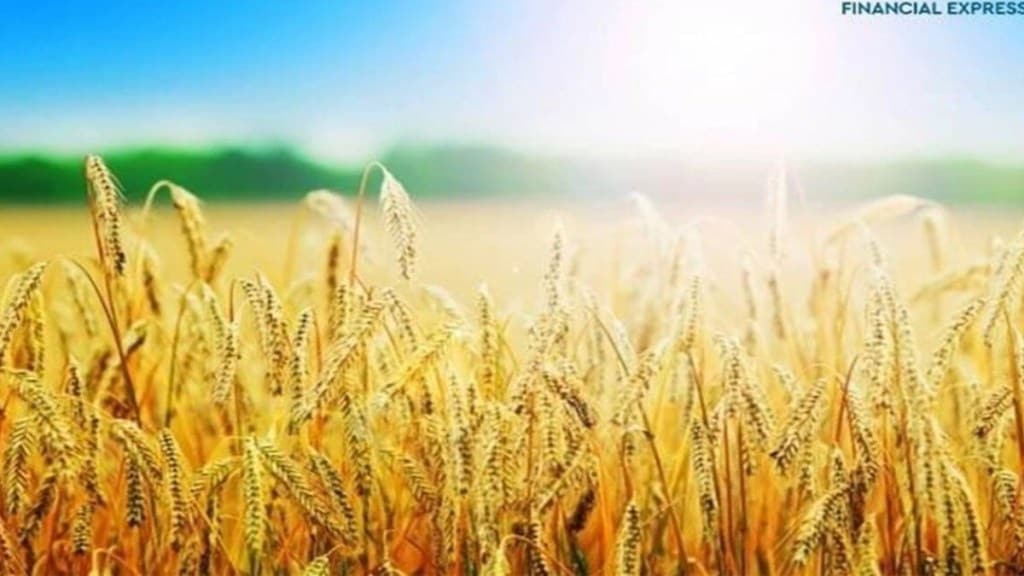 Wheat prices to soften on bumper crop forecast Wheat prices to soften on bumper crop forecast