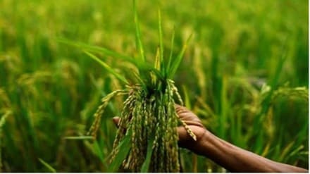 rural india, agriculture