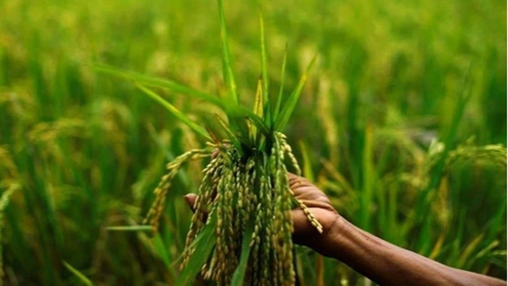 Agricultural companies and firms producing other agricultural products jumped sharply as FM announced the Agricultural Accelerator. 