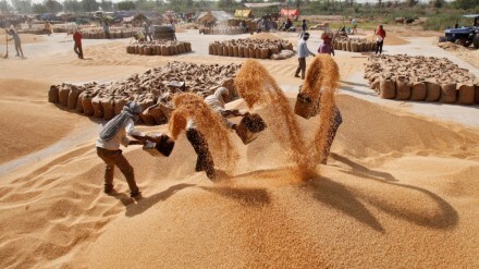 Food security, wheat, wheat yield, wheat production, wheat crop, heatwave, climate change