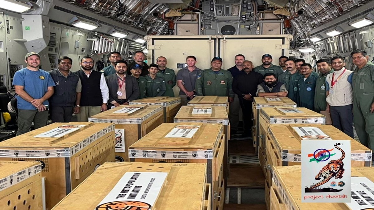 The plane carrying these big cats landed at the Gwalior airport at around 10 AM. (Photo: Twitter/IAF) The plane carrying these big cats landed at the Gwalior airport at around 10 AM. (Photo: Twitter/IAF)