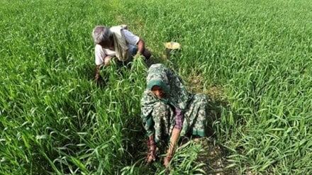 The announcement of an Agriculture Accelerator Fund for encouraging agri start-ups is another welcome step in identifying and firing up the entrepreneurship space. (IE)