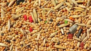 millets growth