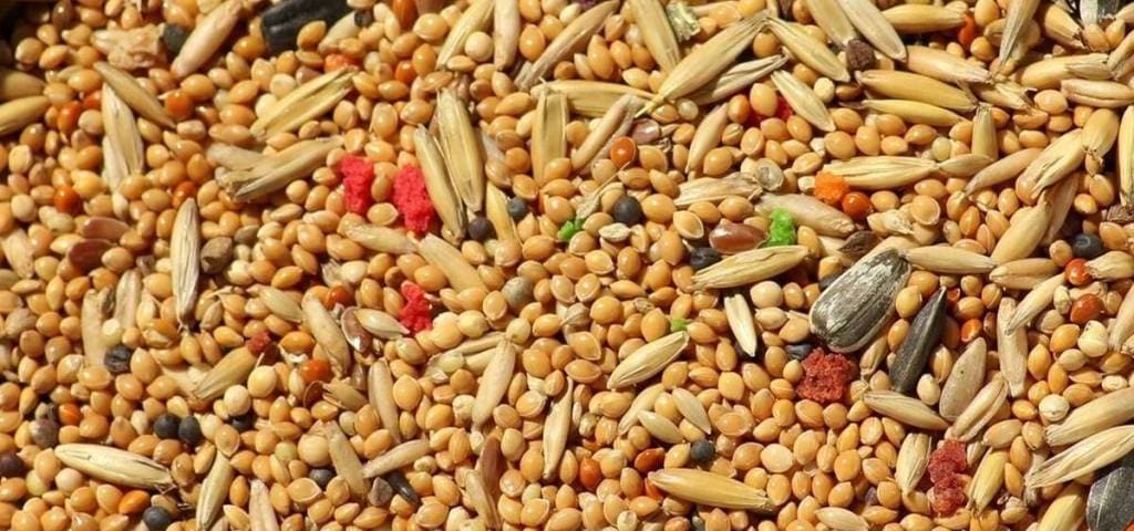 millets growth