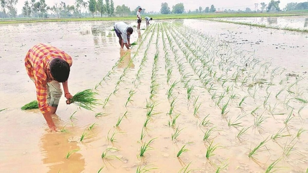 The government is aiming to procure 90 MT of paddy in the entire marketing season The government is aiming to procure 90 MT of paddy in the entire marketing season