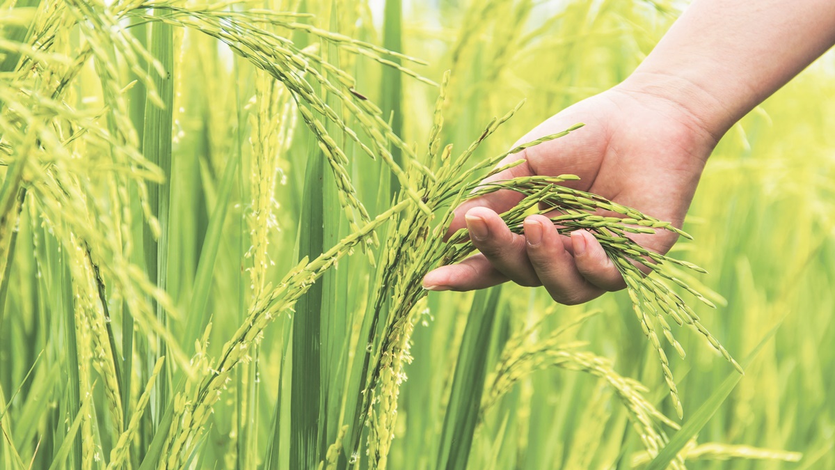 The bounty of rice  Power house of natural minerals - Lifestyle News | The  Financial Express