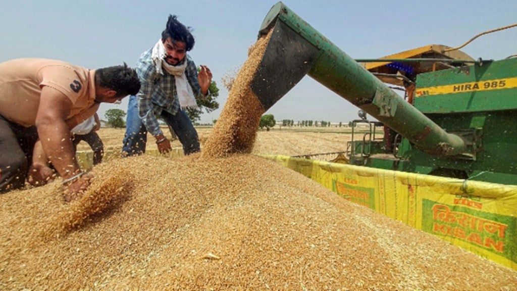 wheat cultivation, economy