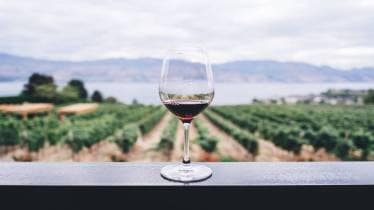 wine, best wine, types of wine, wine types, different wine, wine storing, alcohol news, liquor news