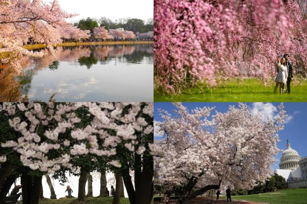 Blooming cherry blossom trees go hand in hand with the arrival of spring. It symbolizes the time of renewal although their beauty peaks for only about two weeks before the petals begin to fall. Japan is most famous for its sakura season but there are also plenty of other places to see them.