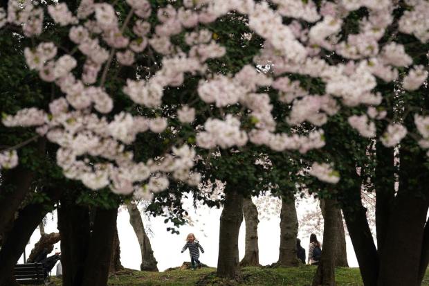A child plays among cherry blossoms at the Tidal Basin in Washington, U.S., March 27, 2023. REUTERS/Kevin Lamarque