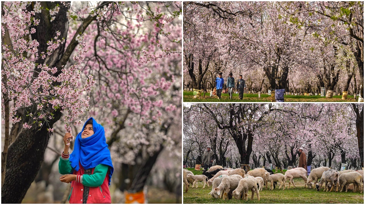 Almond tree, kashmiri Almond tree, Almond tree in kashmir, kashmir spring, spring almond tree blossom, types of almonds in kashmir, Almond tree news,