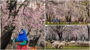 Almond tree, kashmiri Almond tree, Almond tree in kashmir, kashmir spring, spring almond tree blossom, types of almonds in kashmir, Almond tree news,
