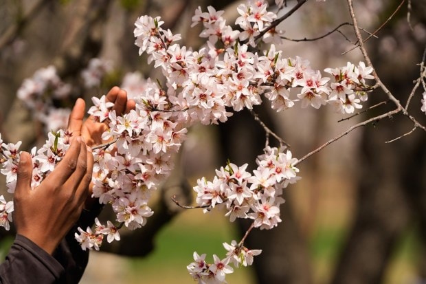 A Boy touches the flowers of a Almond tree in South Kashmir's Pulwama. (PTI photo)