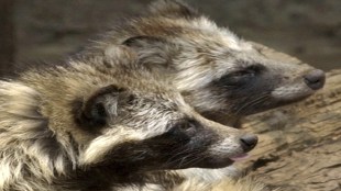 COVID origins, COVID origins data, COVID origins in china, raccoon dogs