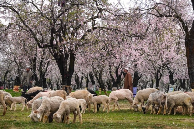 Shepherds lead a herd of sheep at an Almond Orchard where trees are in full bloom. (PTI photo)