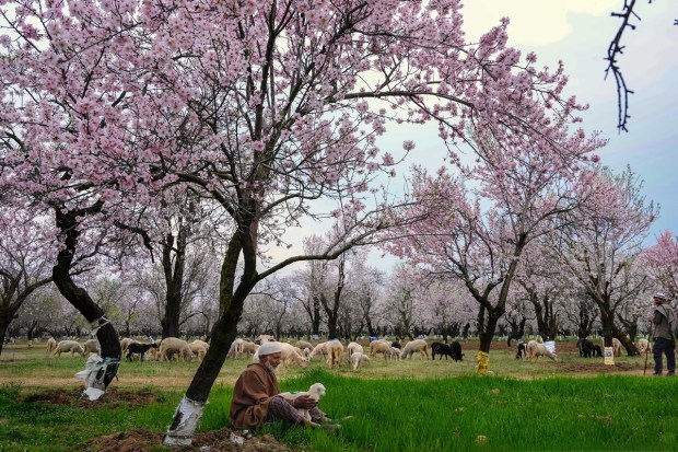A shepherd carrying a lamb in his lap sits while keeping a watch on the herd of sheep at an Almond Orchard in Pulwama. (PTI photo)