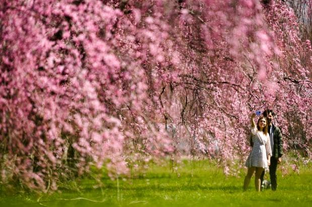 A couple make a selfie amongst cherry blossoms at Fairmount Park in Philadelphia, Wednesday, March 29, 2023. (AP Photo/Matt Rourke)