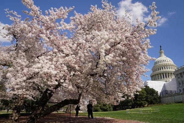 Visitors take photos of cherry blossoms in front of the U.S. Capitol in Washington, U.S., March 29, 2023. REUTERS/Kevin Lamarque