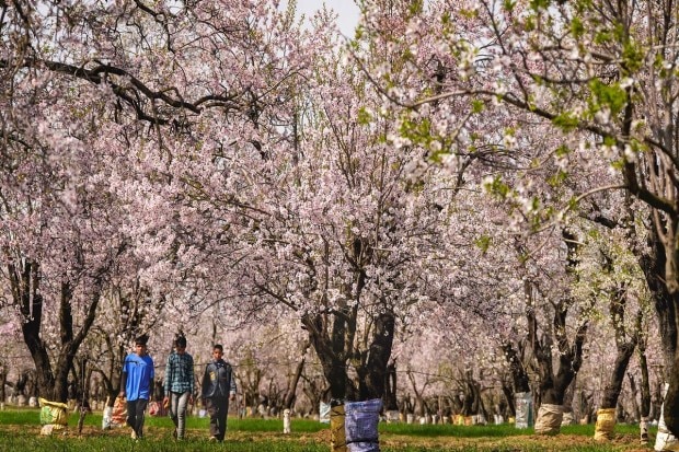 Boys walk in a Almond Orchard where trees are in full bloom to mark the arrival of spring. (PTI photo)