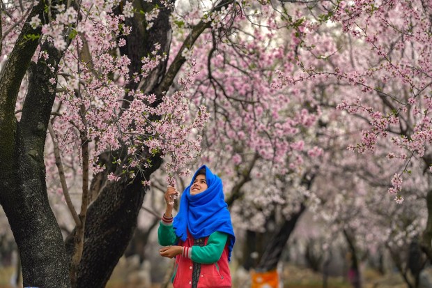 A girl touches the flowers of a Almond tree in full bloom to mark the arrival of the spring in the Valley. (PTI photo)