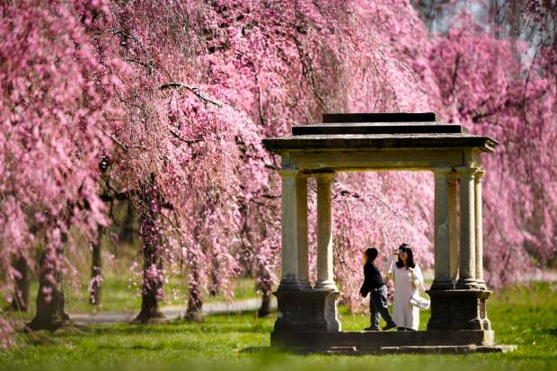 A person photographs a child amongst cherry blossoms at Fairmount Park in Philadelphia, Wednesday, March 29, 2023. (AP Photo/Matt Rourke)