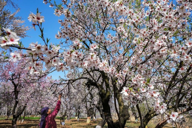 With the arrival of the spring in Kashmir valley, the almond trees blossomed with the pink and white flowers. Over thousands of tourists are visiting the valley to relish beautiful visuals of nature. (PTI photo)