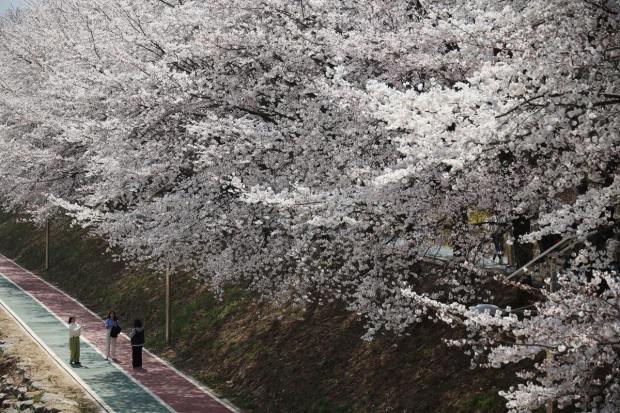Women enjoy a sunny spring day under blooming cherry blossoms at a park in Seoul, South Korea, March 30, 2023. REUTERS/Kim Hong-Ji